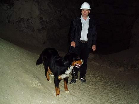 Berner sennenhund Layla - med far i stor hule billede 16