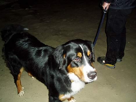Berner sennenhund Layla - mig på opdagelse billede 17
