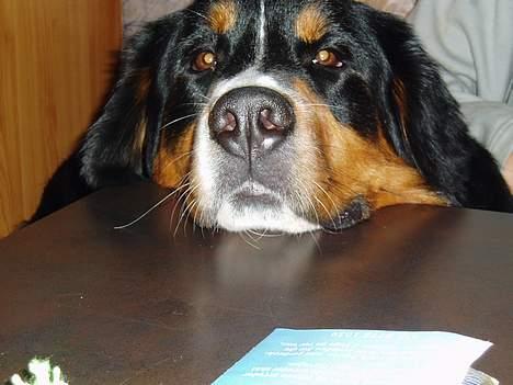 Berner sennenhund Layla -  dejlig hovedstøtte billede 18