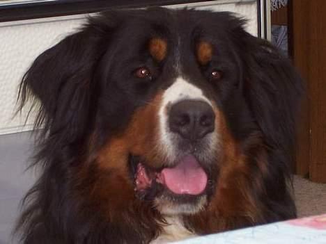 Berner sennenhund Elvis - han er godt nok flot . billede 1
