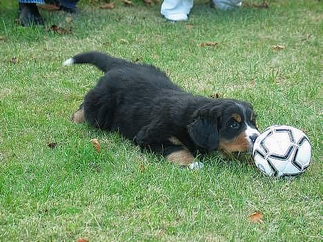 Berner sennenhund Elvis - igen som 7uger gammel. også den aften vi fik ham hjem. billede 2