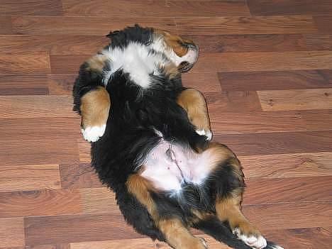 Berner sennenhund Elvis - Som lille hvalp lagde han altid på ryggen og sov.  billede 3