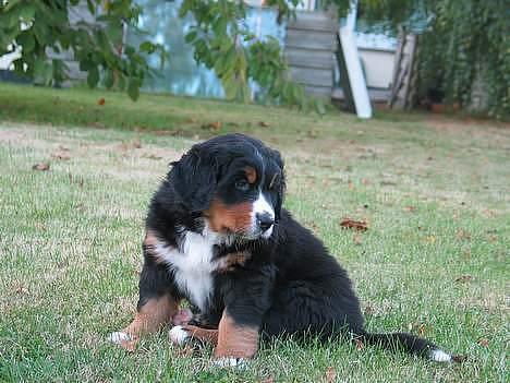 Berner sennenhund Elvis - Aften vi fik ham hjem.. 7uger gammel.  billede 4