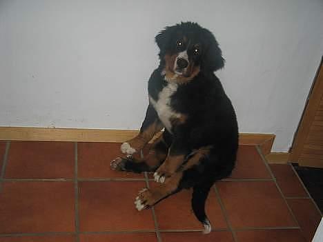 Berner sennenhund Elvis - Som ca 3mdr gammel ..  billede 5