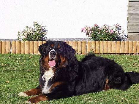 Berner sennenhund Elvis - taget sommeren 2006 .. han har udstråling i første klasse !! billede 6