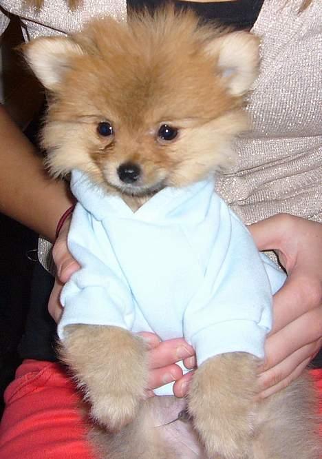Pomeranian Victor - Min fine lille trøje (som jeg bestemt ikke er glad for) ;) billede 8