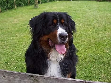 Berner sennenhund Elvis - flot er han jo . han er en man lægger mærke til . billede 7