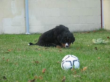 Berner sennenhund Elvis - Her som 7uger gammel. dejlig lille bamse (: billede 8