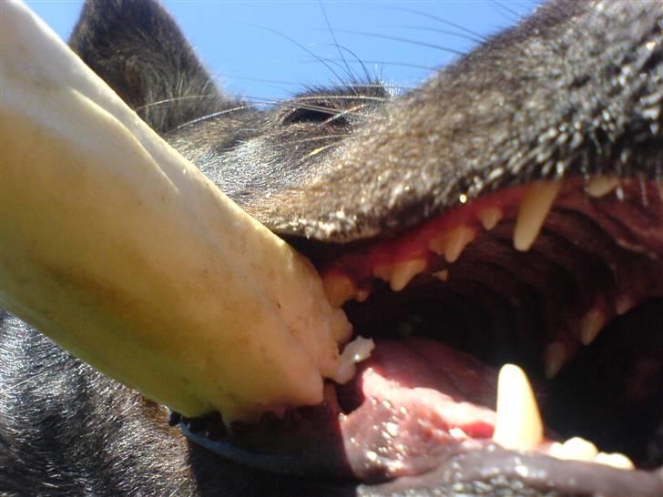 Blanding af racer Kitha   R.I.P billede 1