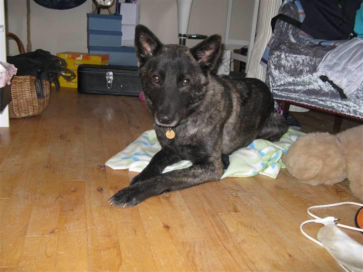 Blanding af racer Kitha   R.I.P billede 2