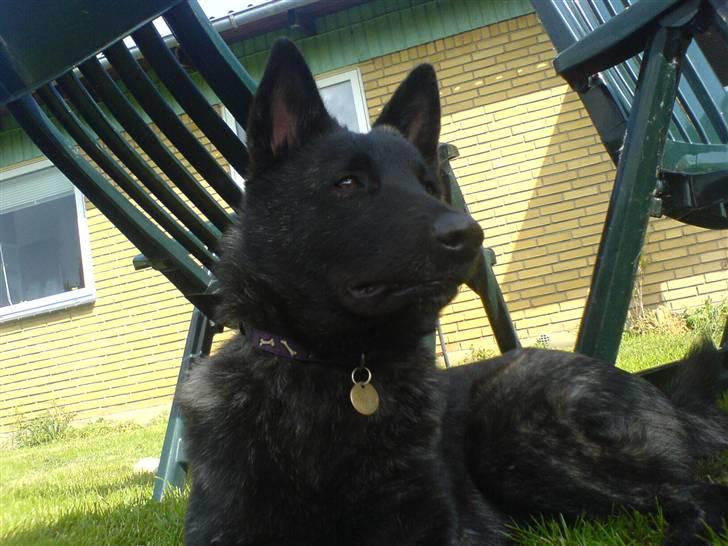 Blanding af racer Kitha   R.I.P billede 3