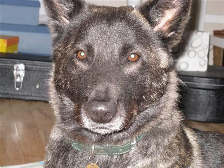 Blanding af racer Kitha   R.I.P billede 4