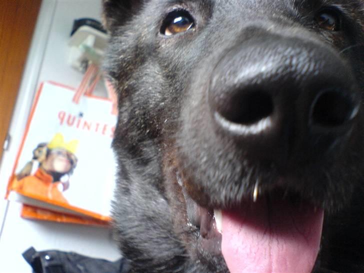 Blanding af racer Kitha   R.I.P billede 5