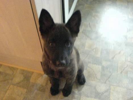 Blanding af racer Kitha   R.I.P - Det var Kitha da hun var lille :) skøn tid xP billede 6