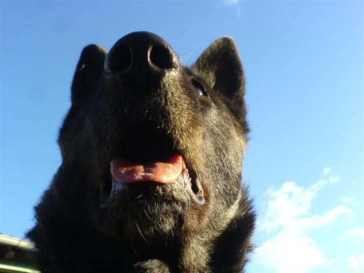 Blanding af racer Kitha   R.I.P billede 7