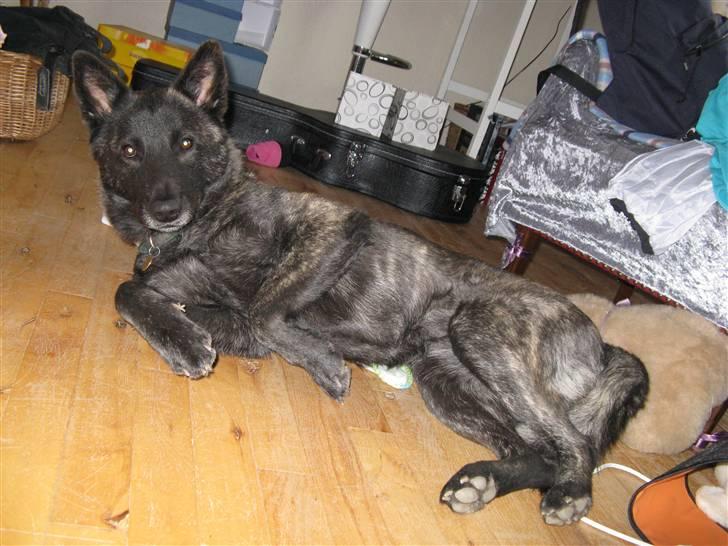 Blanding af racer Kitha   R.I.P billede 8