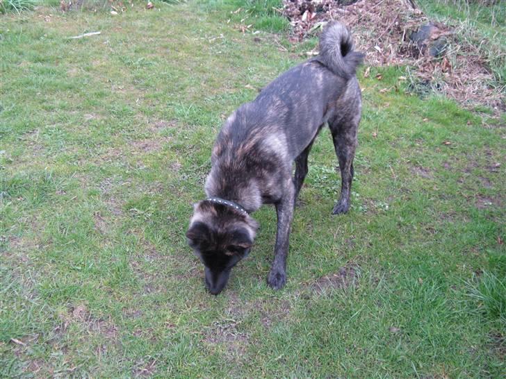 Blanding af racer Kitha   R.I.P billede 9