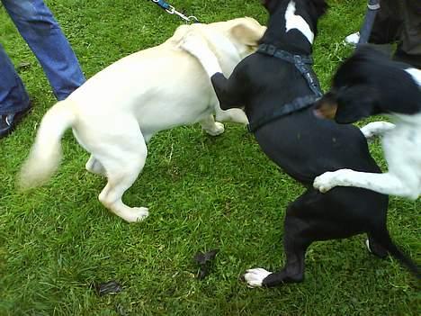 Labrador retriever Zanga - Så skal der bare leges med mine kammerater fra hvalpemotivation ! billede 7