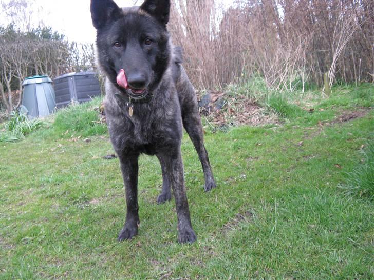 Blanding af racer Kitha   R.I.P - nyt* billede 10