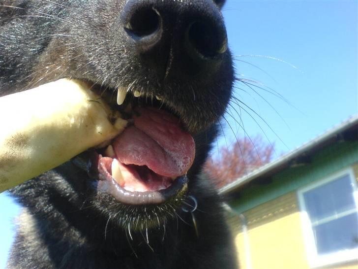 Blanding af racer Kitha   R.I.P billede 11