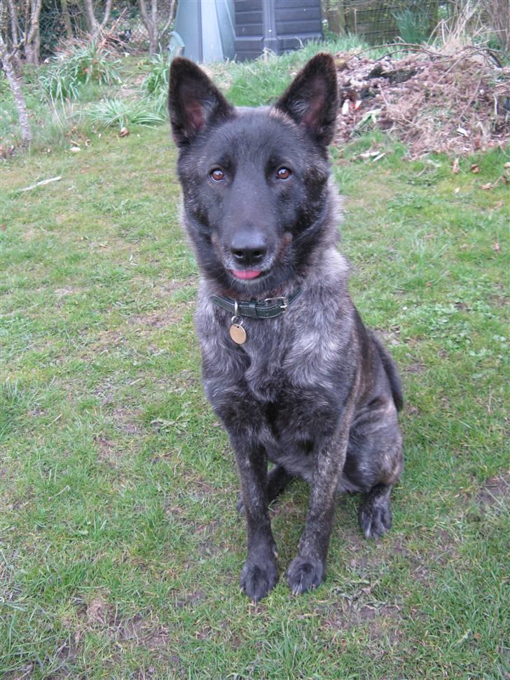 Blanding af racer Kitha   R.I.P - nyt* billede 12