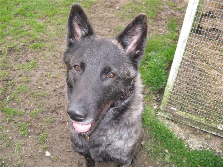 Blanding af racer Kitha   R.I.P billede 13