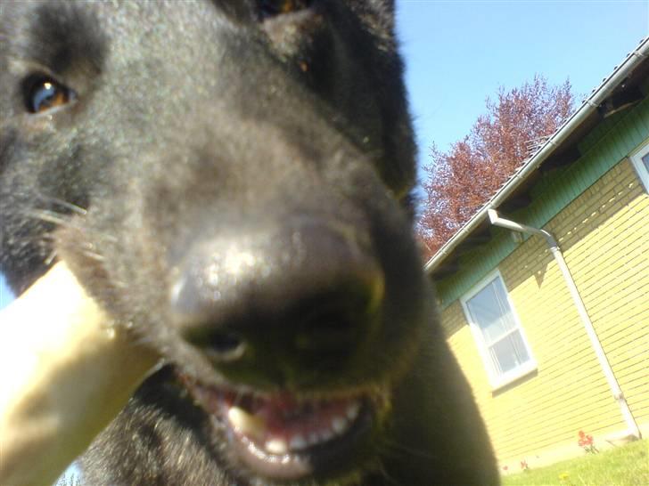 Blanding af racer Kitha   R.I.P billede 14