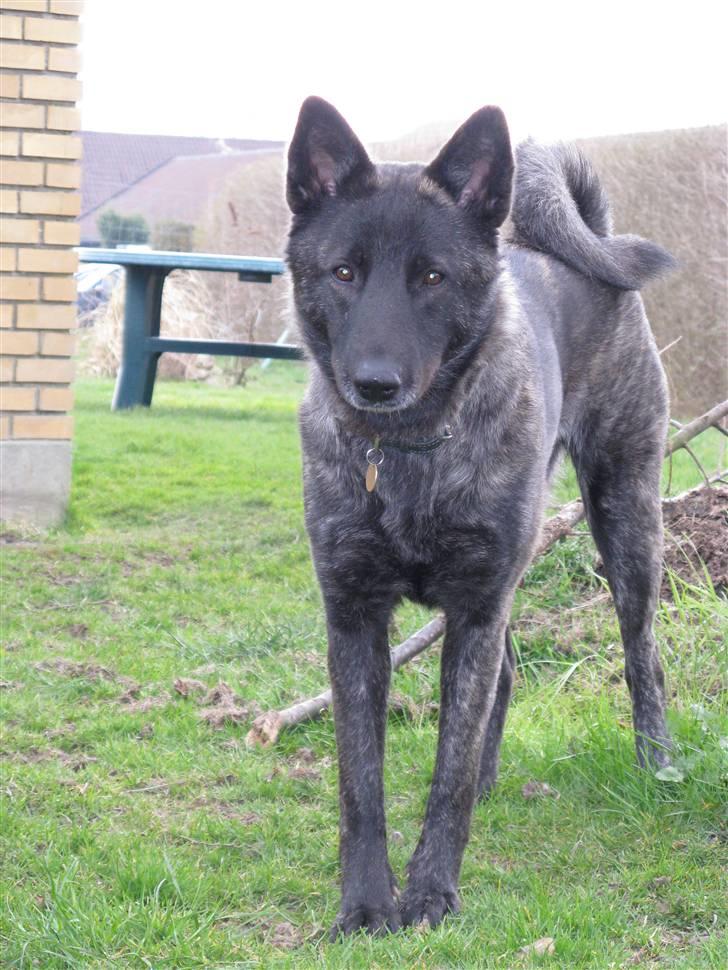 Blanding af racer Kitha   R.I.P billede 15