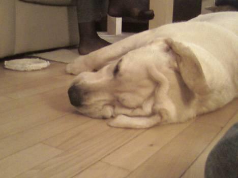 Labrador retriever Zanga - Jeg blev lige lidt træt af at lege... ZzzZzzzz billede 8