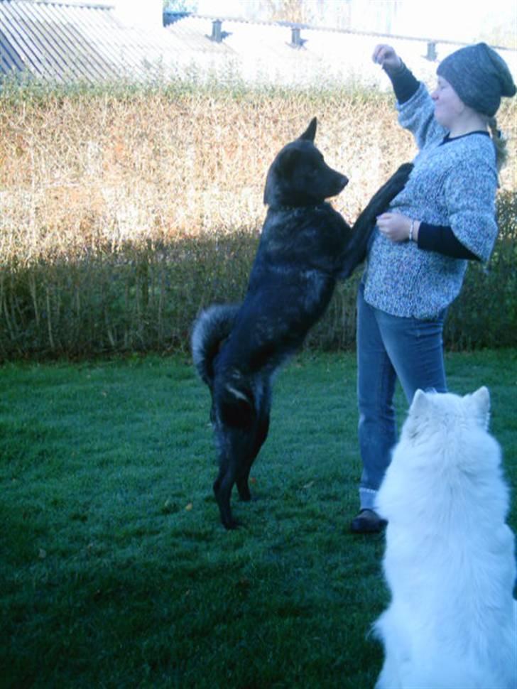 Blanding af racer Kitha   R.I.P - nyt* billede 17