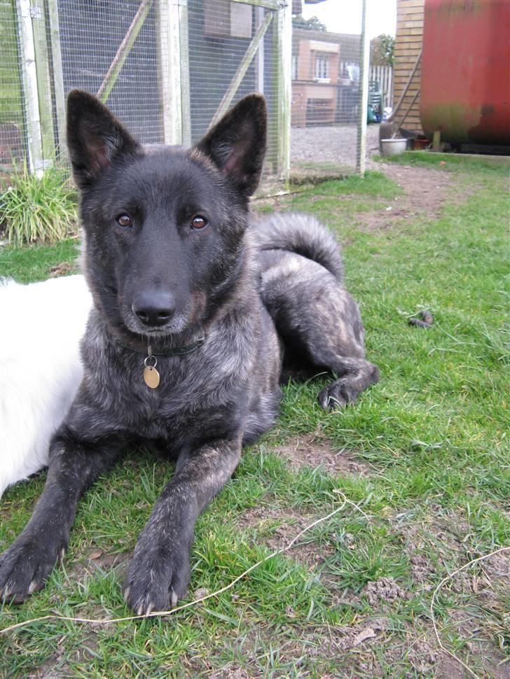 Blanding af racer Kitha   R.I.P billede 18