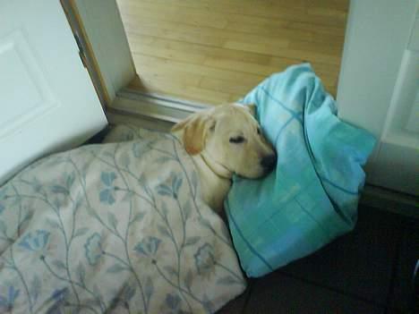 Labrador retriever Zanga - Min helt egen seng! billede 9