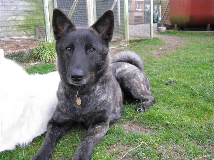 Blanding af racer Kitha   R.I.P billede 19