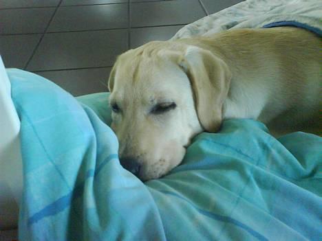 Labrador retriever Zanga - Det er hårdt at gå helt ned til tanken,og tilbage igen,så nu trænger jeg bare til at sove billede 10