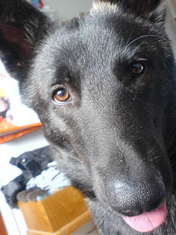 Blanding af racer Kitha   R.I.P billede 20