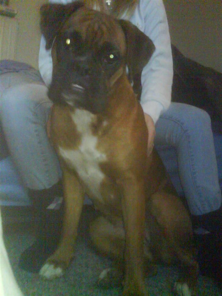 Boxer Freja - #1. billede 1