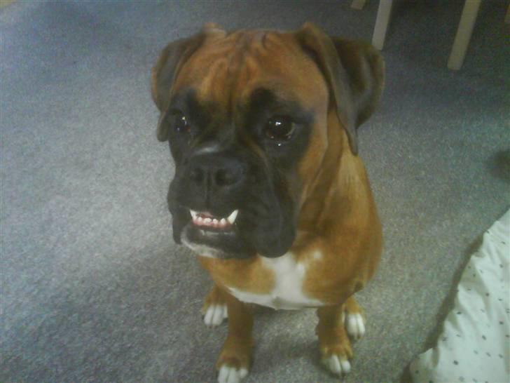 Boxer Freja - #2. billede 2