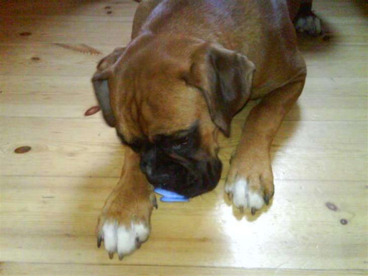 Boxer Freja - jaa, som i kan se har hun én sut i munden, som hun lige fik hugget fra min lille fætter da han var på besøg(: billede 3