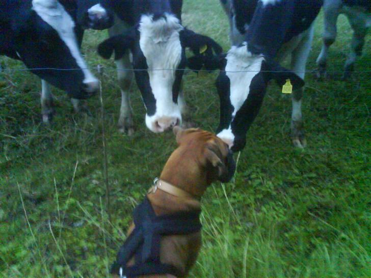 Boxer Freja - Køer kan hun også godt lide, og vil meget gerne hilse. billede 4