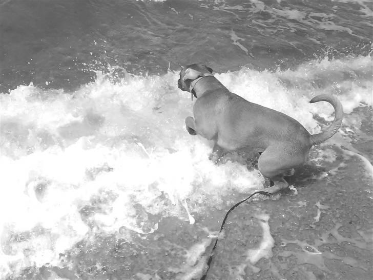 Boxer Freja - at bade på stranden, det ELSKER hun. billede 5