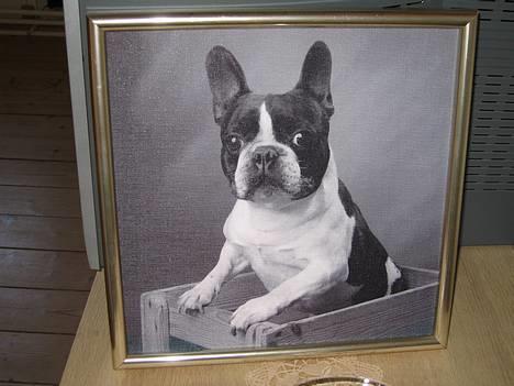 Fransk bulldog Carlo - Billede taget af fotograf  marts 2007 billede 1