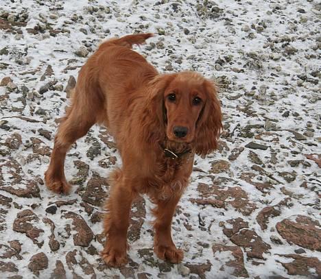 Cocker spaniel Luna <33 - Smuukke :) billede 10