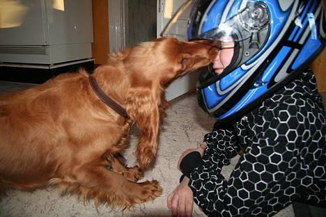 Cocker spaniel Luna <33 - Nuurh , Luna slikker rumvæsnet :D billede 11