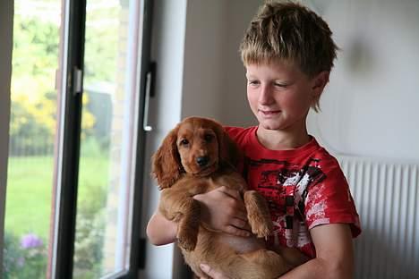 Cocker spaniel Luna <33 - Lillebror & luna billede 12