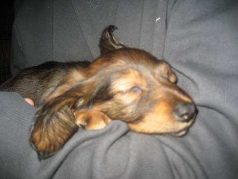 Dværggravhund Molly - Uha, hvor er jeg altså bare træt... billede 7