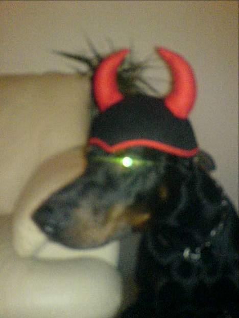 Dobermann Cobra billede 18