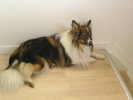 Shetland sheepdog  lucca - 11) skønheden(L) billede 11