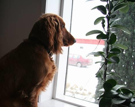 Cocker spaniel Luna <33 - "Jeg skal nok gø´ hvis der kommer nogen" billede 13