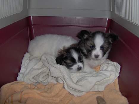 Papillon ferdinan  - ferdinan med søster , ferdinan som titter op .  billede 1