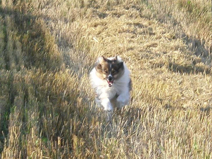 Shetland sheepdog  lucca - 12) igen fuld fart over feltet på marken billede 12